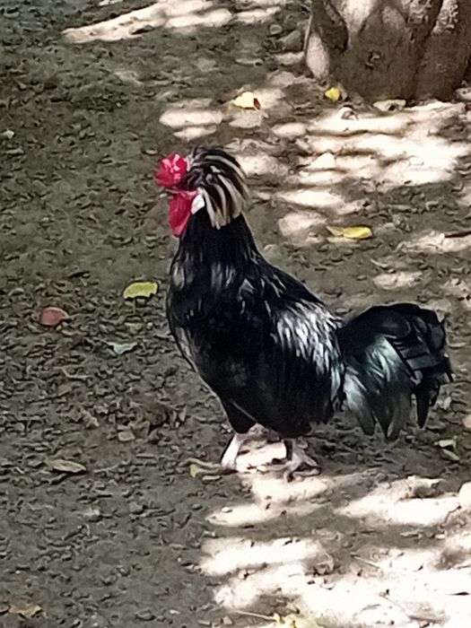 Cocoș  de moțată olandeză