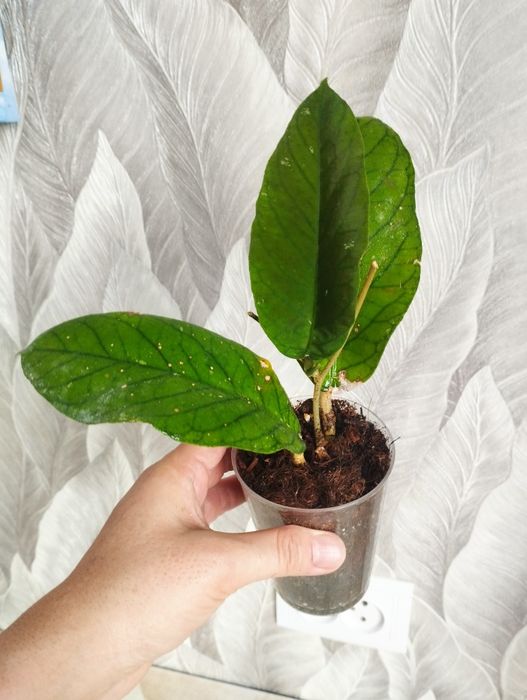 Цветы , филодендрон, хойя, замиакулькас