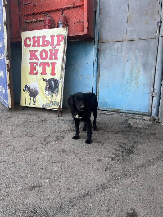 Жоғалған ит - Потеряшка