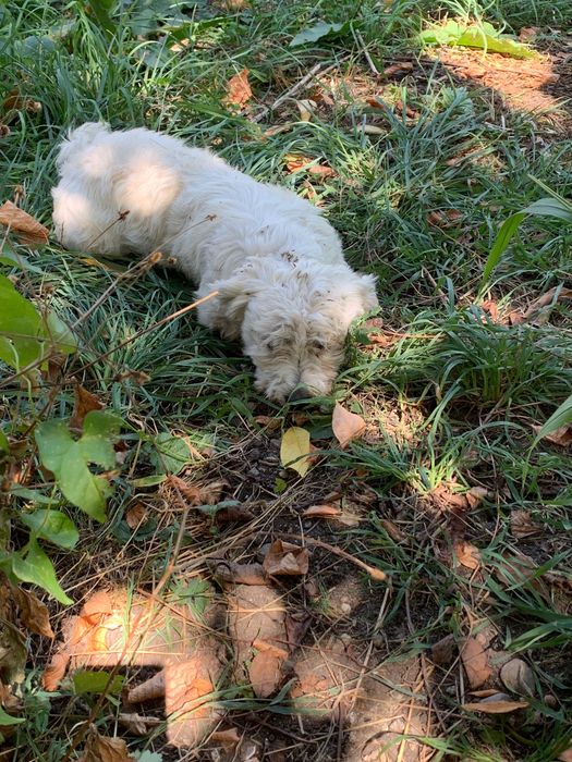 Catel pentru adoptie