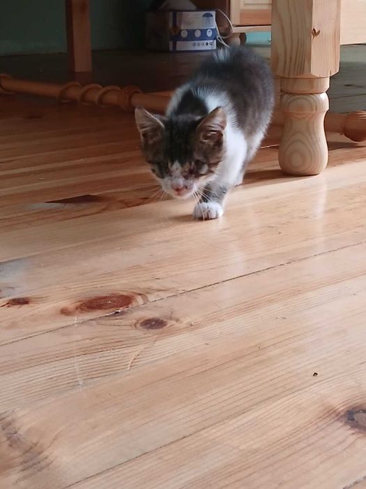 Котенце си търси дом