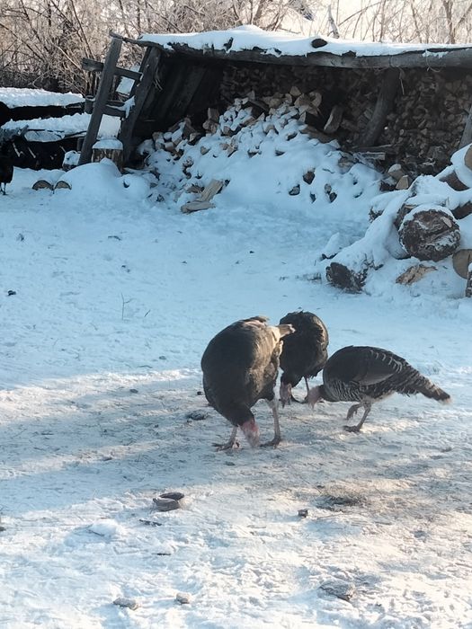 Продам Индюков живыми