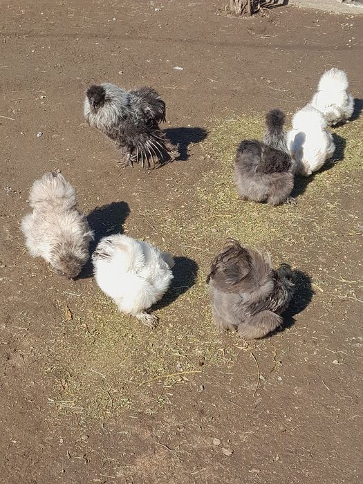 Oua pt incubat.5 lei/buc