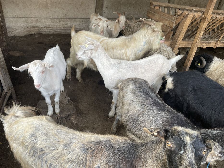 Capre și țapi de vânzare