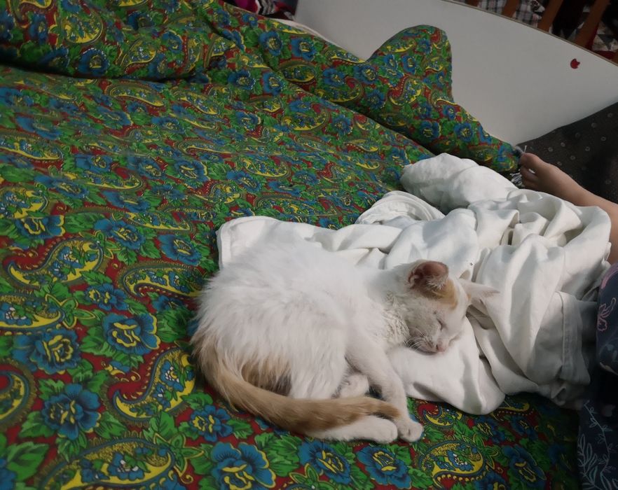 Котенки красавцы