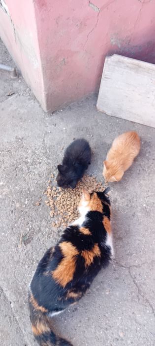 Ofer 3 pui spre adopție