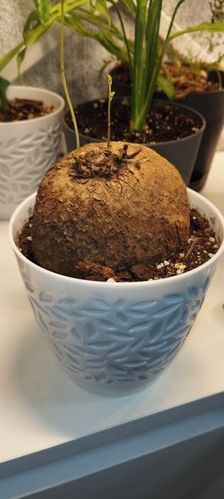 Стефания каудексное растение