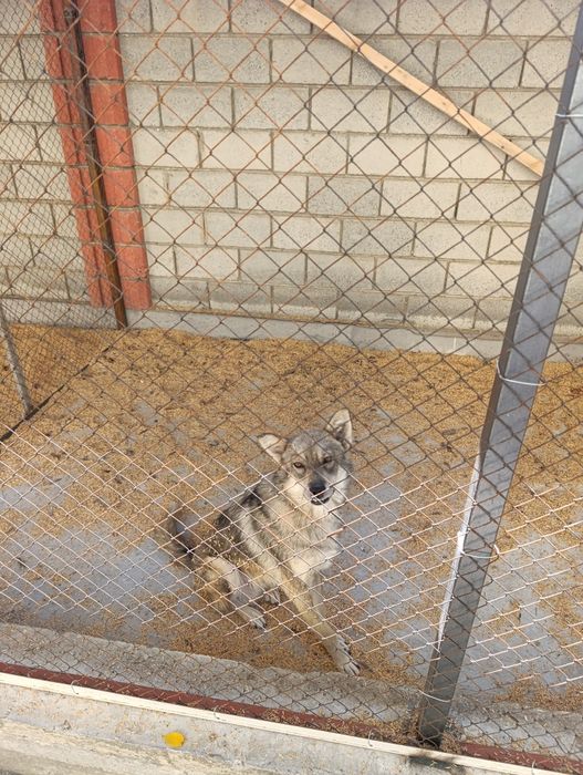 Собака  Наманганский облас