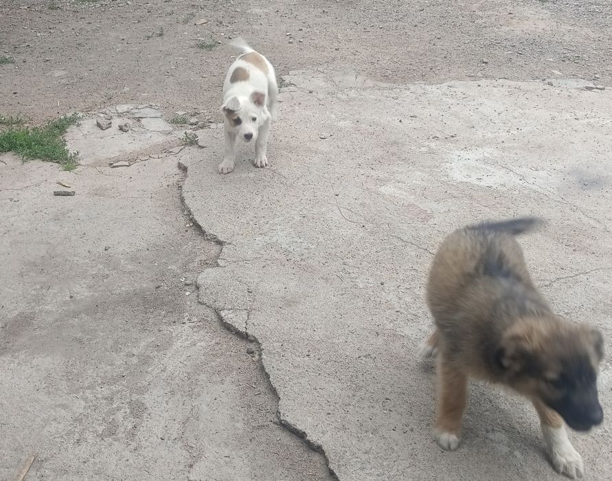Отдам щенка званочка