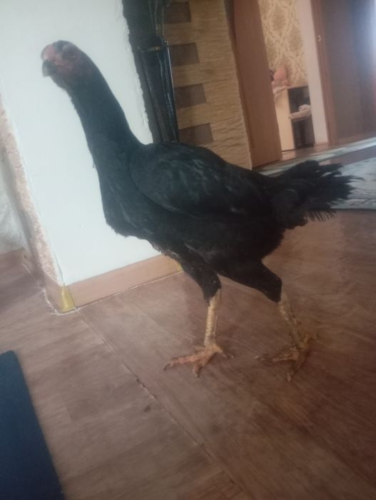 Срочно продам курицу брозильку