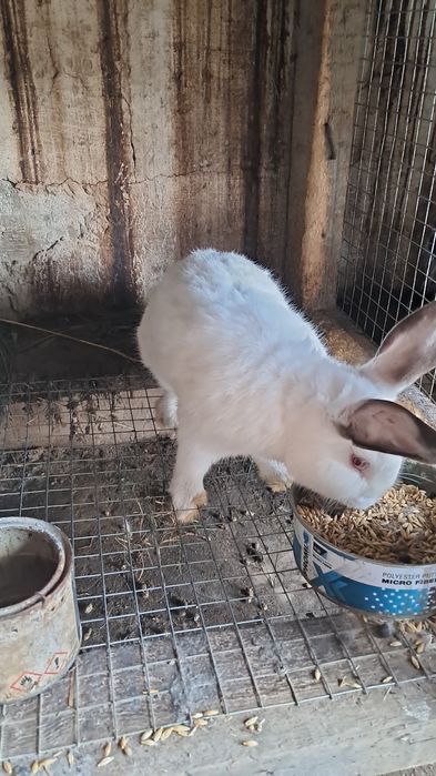 Көжектер мен Қояндар сатылады