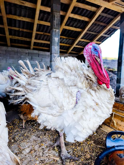 Vand curcan de carne