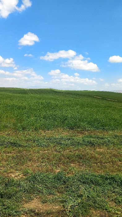 Gul beda Va Dag'al xashak xohlagancha beda bor optim arzon narxda
