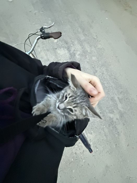 Отдам котенка срочно