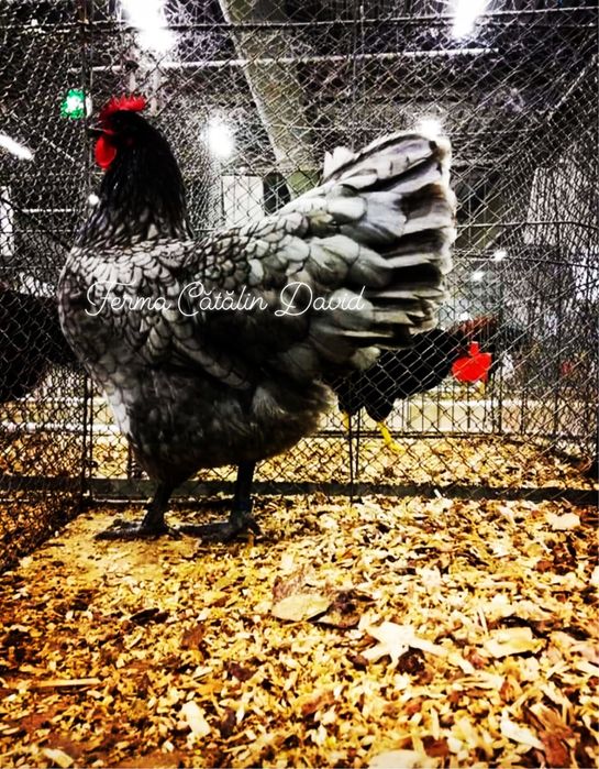 Oua incubat Australorp Negru Albastru Splash