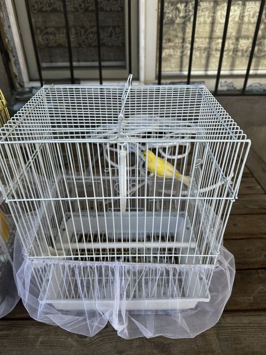 Продам канарейки один самец одна самка