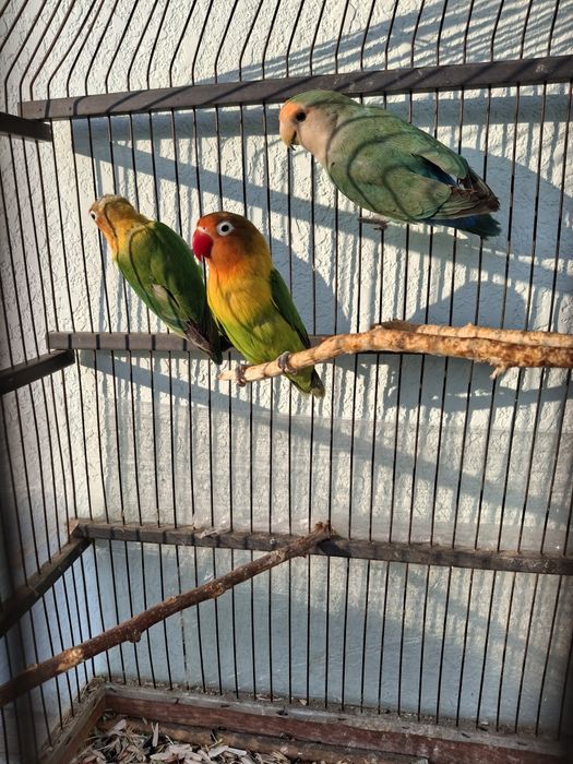 Продаётся попугай неразлучник