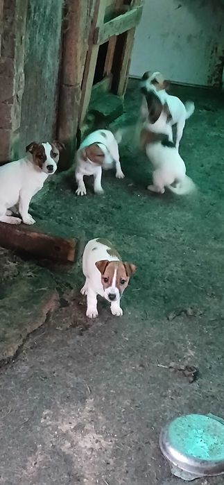 Джак ръсел. Три месечни ваксинирани. 300 лв