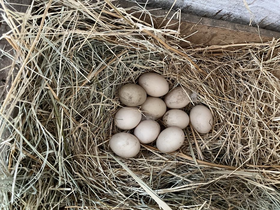 яйцо индоутки, белой