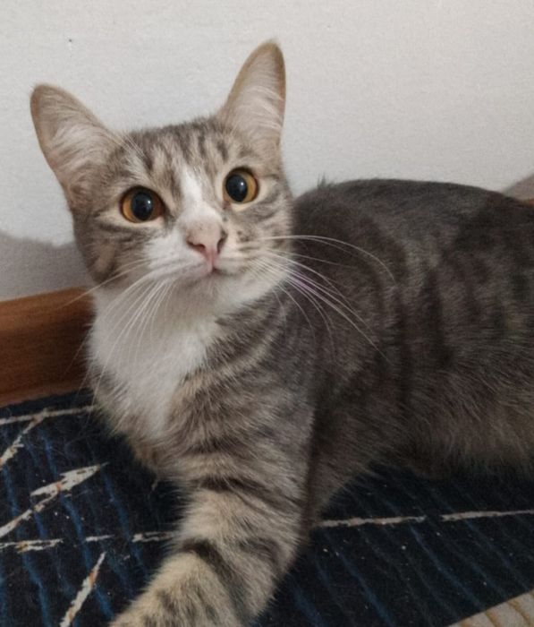 Мысық сатылады .