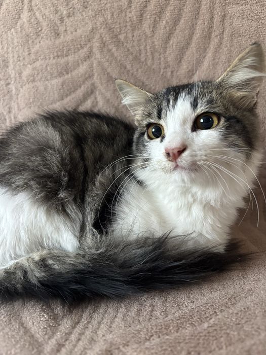 Ищем дои коту (кострат)
