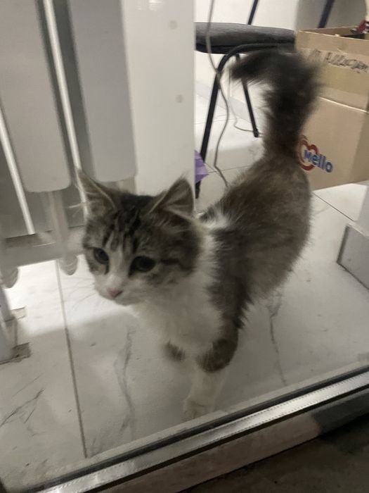 Ищем семью котенку