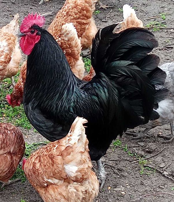 Cocos austrolorp de expozitie