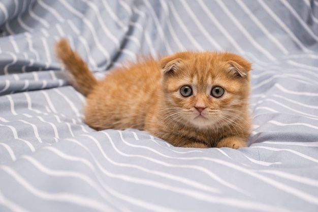 Продаётся scottish fold шотландская вислоухая