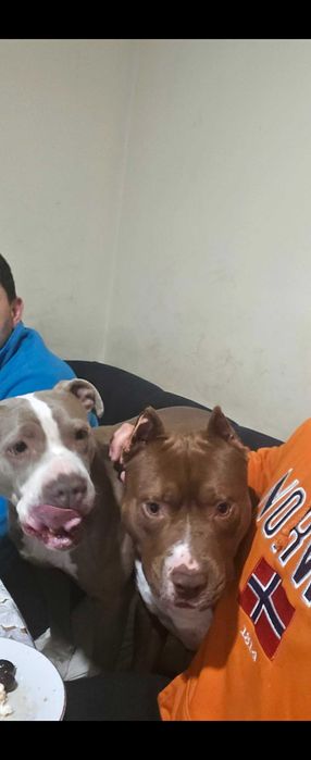Питбулчета ,страхотни!