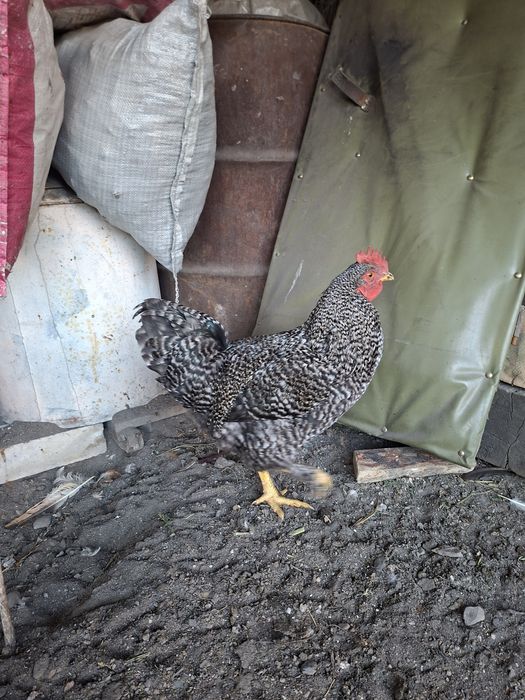 Продам домашних молодых петушков