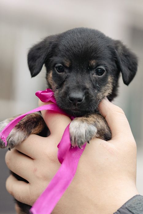 Щенки в поиске дома