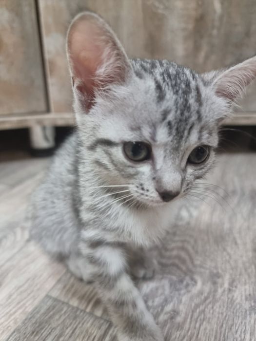 Котёнок  девочка