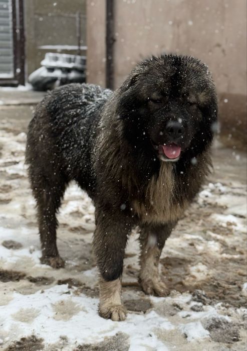 catel ciobanesc caucazian