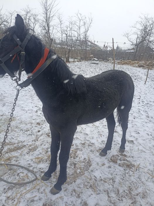 Calul este de vânzare