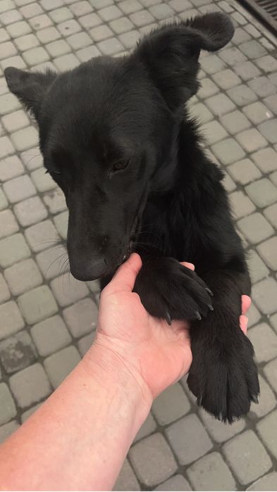 Собачка ищет дом