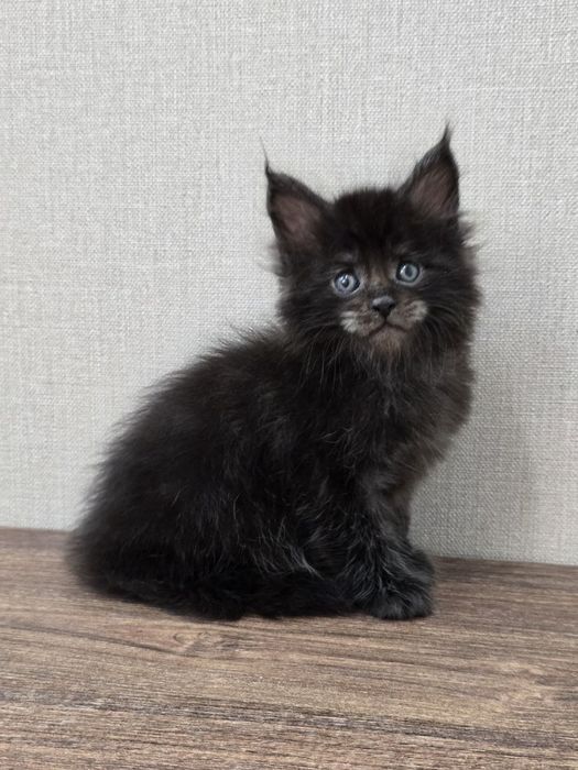 Мейн-куна мальчик