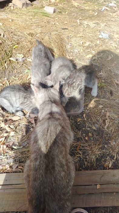 Дарю котят: 3 мальчика и 1 девочка