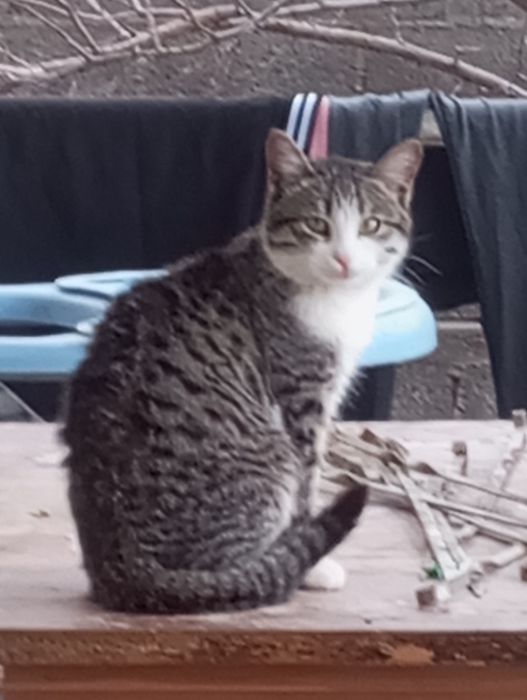 Отдаем котенка в хорошие руки