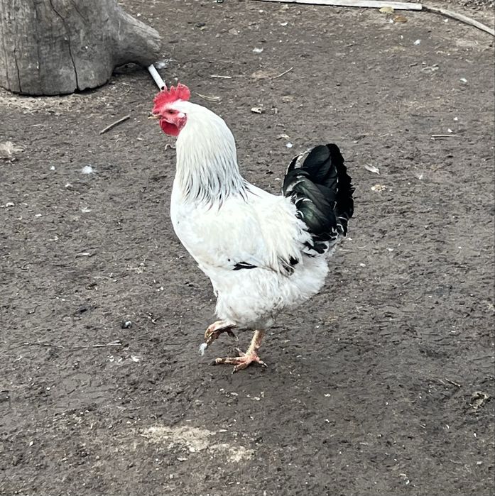 Молодые петушки 2025 года