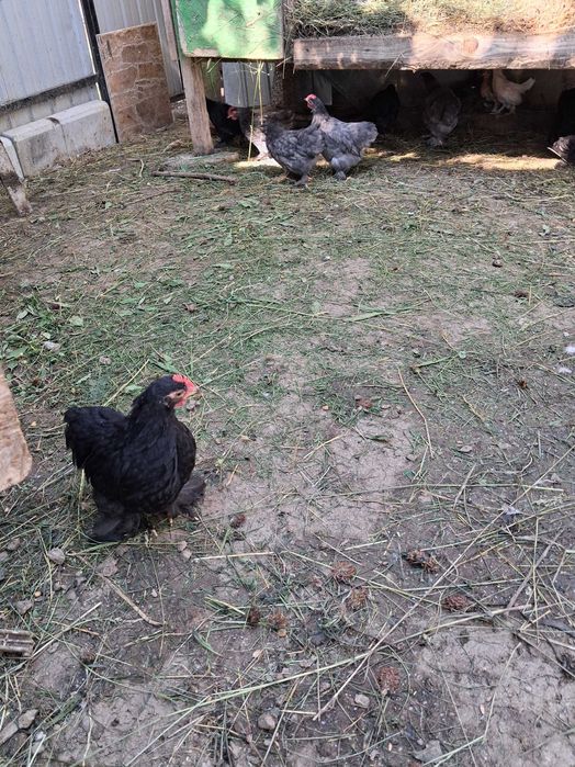Vind pui cochinchina pitică