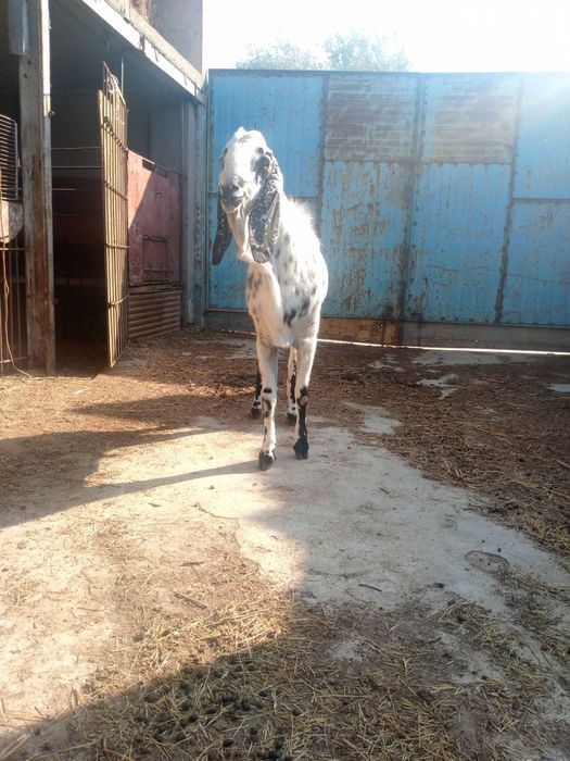 Pokiston Echkisi Sotiladi yoshi 2 yosh erkak.