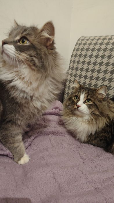 Пропал наш котик