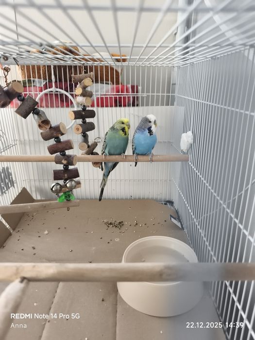 Продам попугаев волнистые