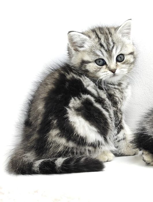 Котята  ОчаРоваШки шОтлАндСкиЕ