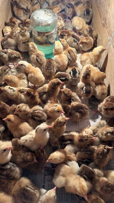 Кучин балапандары сатылады