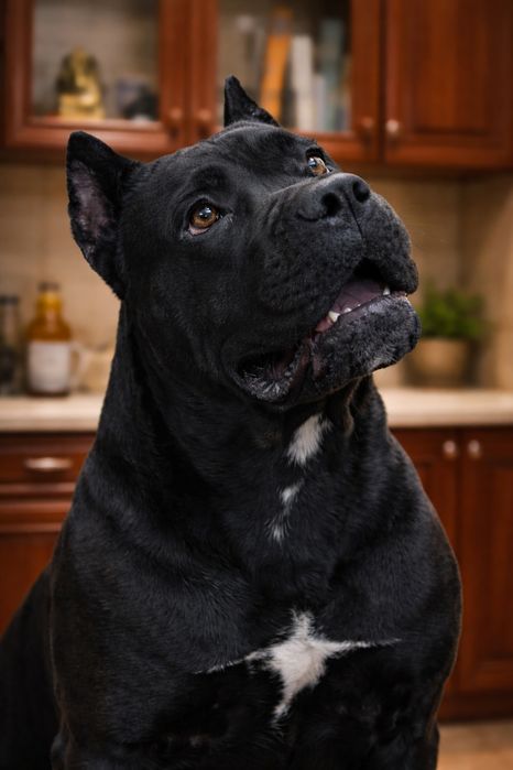 Продам щенка кане корсо