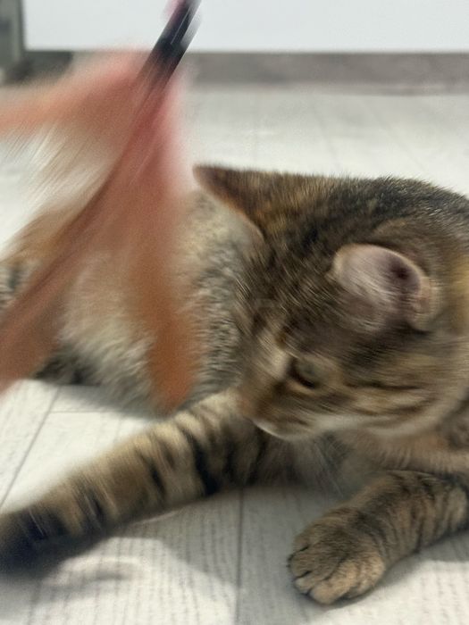 Кошка 4-6 мес.супер ласковая,контактная,умница