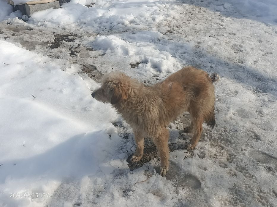 щенки күшіктер зор