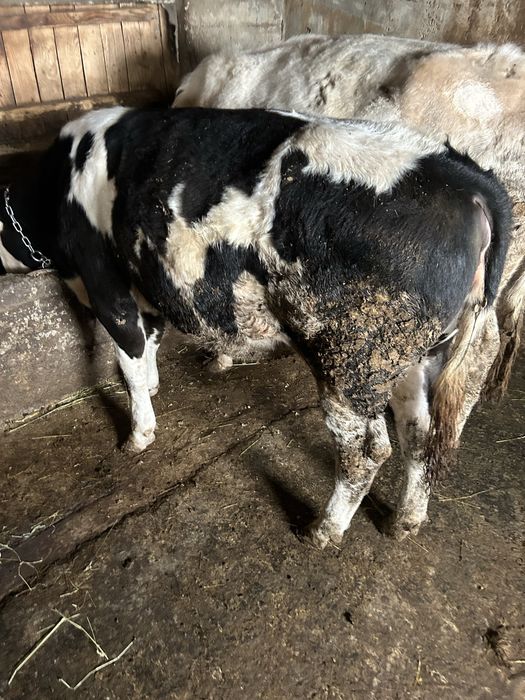 De vandare vitica  0741730 869