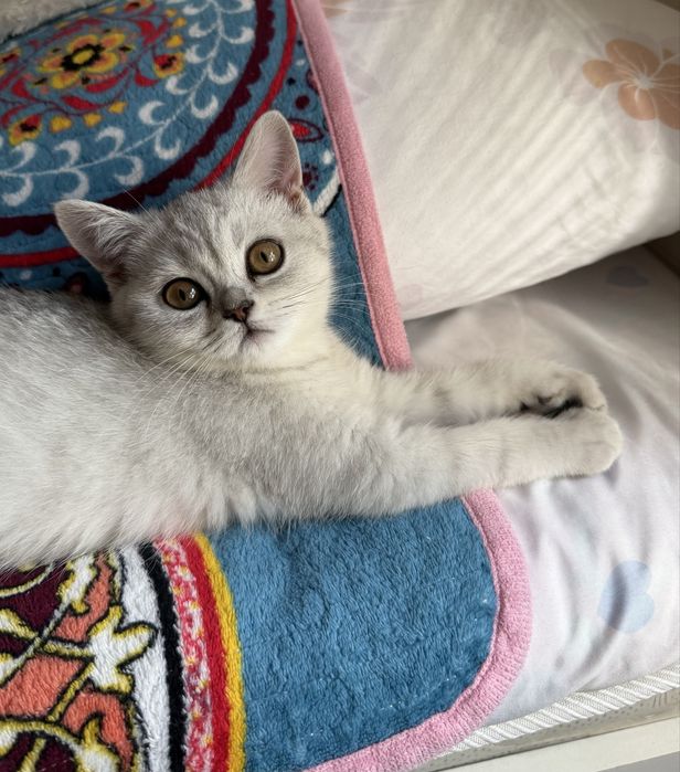 Котенок-девочка 3 месяца